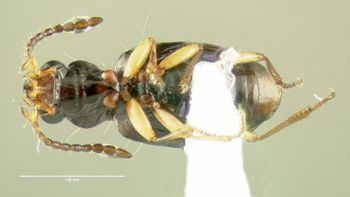 Media type: image;   Entomology 602197 Aspect: habitus ventral view